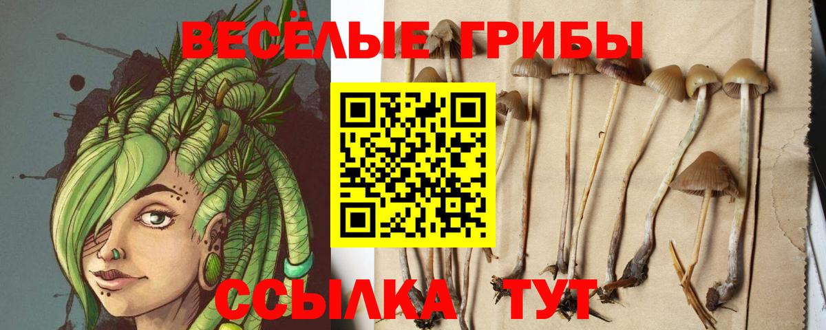 Псилоцибиновые грибы MAGIC MUSHROOMS  Вход с VPN  продажа наркотиков  Шатура 